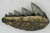 Fossil Cow Shark (Notorynchus) Tooth - Maryland #21318-1